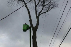 AJ's Tree Service Bucket Trimming