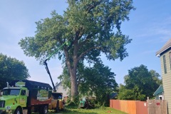 AJ's Tree Service Tree Pruning