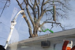 AJ's Tree Service Tree Removal