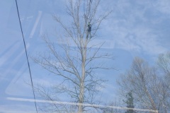 AJ's Tree Service Tree Removal