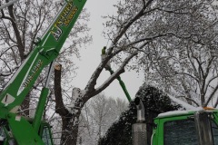 AJ's Tree Service Tree Removal