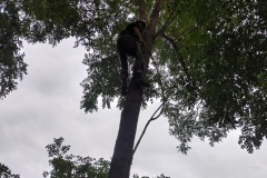 AJ's Tree Service Tree Removal