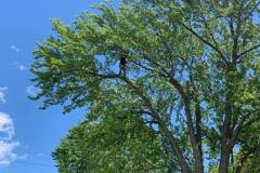 AJ's Tree Service Tree Climbing