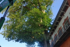 AJ's Tree Service Tree Removal