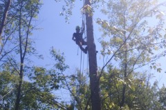 AJ's Tree Service Tree Removal